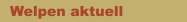 Welpen aktuell