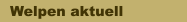 Welpen aktuell